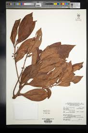 Image result for Ardisiandra sibthorpioides