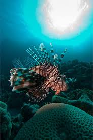 Lion Fish By George Rogers On 500px Lion Fish Sea Fish Ocean Animals