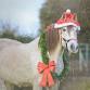 Holiday Party — Lewisboro Horsemen's Association event image