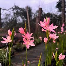 Image result for Hesperantha