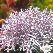 Image result for Microcoelia corallina