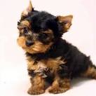 Yorkshire Terrier Puppies for Sale - PuppyFind