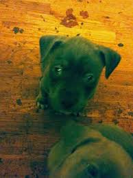 8 pitbull puppies for sale. Blue Nose Pitbull Puppies 7 Weeks Old 250 Muskegon General Items Muskegon Mi Shoppok