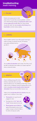 How to leash train a dog that won t walk. How To Leash Train Your Puppy