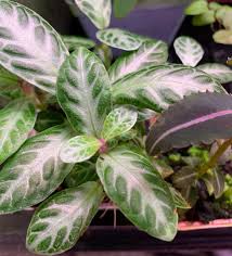 Image result for Gesneriaceae