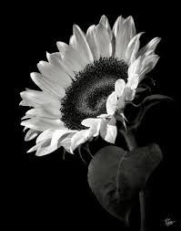 Pin En Blanco Y Negro