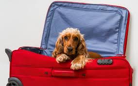 Dogs traveling to the u.s. Guide To Travel With A Pet To Colombia Travel With A Dog Or Cat