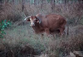 We did not find results for: Tropical Cattle The Brahman Queensland Historical Atlas