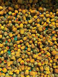 Image result for Spilanthes