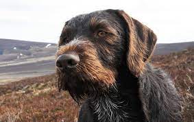 Find german wirehaired pointer puppies and breeders in your area and helpful german wirehaired pointer information. German Wirehaired Pointer K9 Research Lab