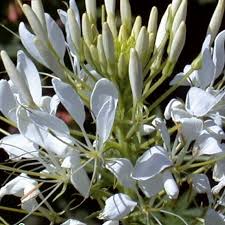 Image result for Cleome monophylla