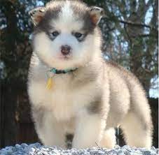 We are a small breeder of only alaskan malamute puppies for sale. Alaskan Malamute Puppy Price In Kerala Pets Lovers