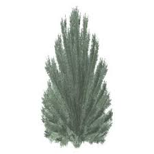 Generally, the bigger the number, the bigger the price, the bigger the plant. Picea Pungens Sester Dwarf