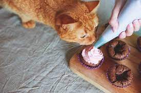 If you notice some yellow stains, your cat is around one to two years old. How Old Is My Cat In Human Years Cat Age Calculator The Catnip Times
