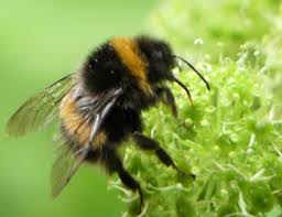 Bumblebees do not store food (honey) to survive the winter. 7 Things People Believe About Bees That Aren T True Keeping Backyard Bees
