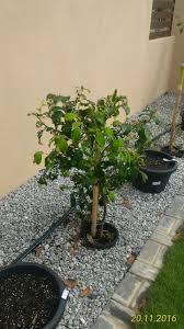 Pokok epal hidup subur di sabah malaysia tanomkinotuan. Pokok Epal Bidara Di Dusun Bandar Dusun Bandar