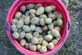 Foraging Butter Nuts Juglans Cinerea Butternut Tree Identification And Processing Tree Identification Butternut Endangered Plants