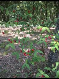 Humble (houston area), texas, april 5, 2009. 21 Georgia Native Plants Shrubs Mosses And Trees Ideas Native Plants Shrubs Plants