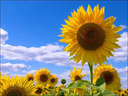 Sunflowers Images Of Sunflowers Google Search Sunflower Wallpaper Sunflower Painting Sunflower Wallpaper Hd