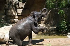 Info lowongan kerja, info lebih lanjut silahkan menghubungin badan keuangan dan aset daerah di komplek kanto pemkab kulon progo. St Louis Zoo World Elephant Day Celebration Aims To Bring Awareness For The Threatened Animals Clayton Times