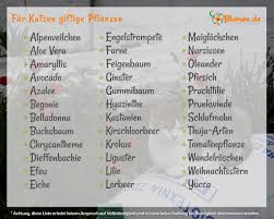Fur Katzen Giftige Pflanzen Giftige Pflanzen Pflanzen Pflanzen Gegen Katzen