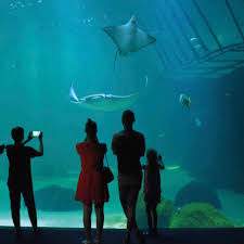 Ce vendeur de le plus grand aquarium du. Le Plus Grand Aquarium D Europe Nausicaa A Boulogne Sur Mer 2 30 De Paris Boulogne Sur Mer Nausicaa Aquarium