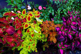 Image result for Coleus alpinus