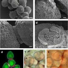 Image result for Floscopa africana