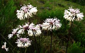 This plant was selected as the 2009 nc wildflower of the year , a program managed by the north carolina botanical garden with some financial support from the garden club of north carolina. Marshallia Mohrii Earth Com