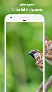 10000 Nature Wallpaper Hd Offline For Android Apk Download Squirrels animals rodents art artistic nature wildlife hd. 10000 nature wallpaper hd offline for