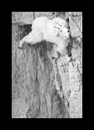 Beautiful Black And White Animal Photography Pin On Black And White Animal Photography 101