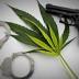Accused pot smoker looks to get gun returned from St. Pete Police