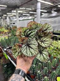 Image result for Begonia