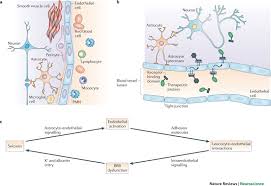 Maybe you would like to learn more about one of these? Engaging Neuroscience To Advance Translational Research In Brain Barrier Biology Nature Reviews Neuroscience