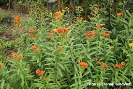 Image result for Asclepias curassavica