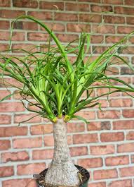 Image result for Beaucarnea recurvata