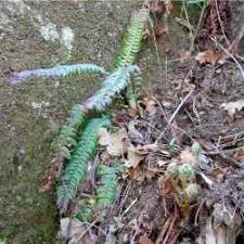 Image result for Lonchitis