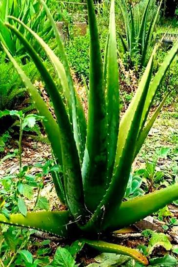 Babosa Aloe Vera - FLORICULTURA ROSEVALE LTDA
