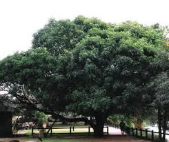 Image result for Trichilia