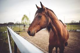 L'institut français du cheval et de l'équitation, dont la mission initiale n'existe pratiquement plus, continue de prospérer tranquillement. Pension Pour Chevaux Quelles Solutions Pour Loger Son Cheval