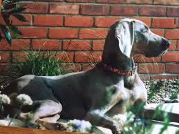 Our Girl Enjoying The Sun Animal Planet Weimaraner Pets