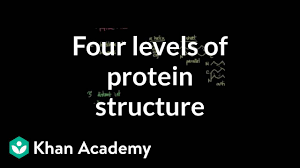 Protein structure amino acid structure amino acid bonds to make peptide primary structure sequence of a chain of amino acids primary structure secondary structure. Four Levels Of Protein Structure Video Khan Academy