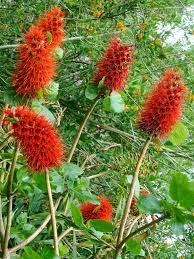 Image result for Greyia