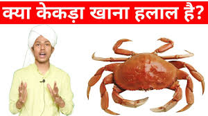 Is sushi haram or halal? Kya Kekda Khana Jaiz Hai Kya Kekda Khana Haram Hai Kekda Kya Khate Hai Kekda Kya Hota Hai Youtube