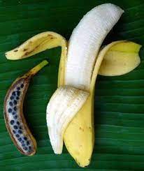 Wild Bananas Have Seeds 9gag