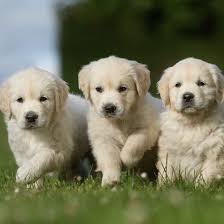 As serious hobby breeders our main goal is to breed golden retrievers that posses the beauty, the temperament and personality that reflects the breed all of our golden retriever puppies are not only bred with focus on top quality temperaments but with top quality champion bloodlines, to include. Golden Retriever Puppies Ethical Breeders New York