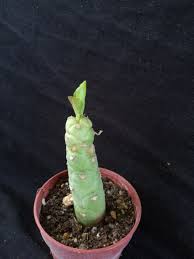 Image result for Monadenium lugardiae
