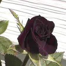 We did not find results for: Black Lady Roses à¤¤ à¤œ à¤« à¤² à¤« à¤° à¤¶ à¤« à¤² à¤µà¤° In Pune Om Shri Sai Nursery Id 2133742548