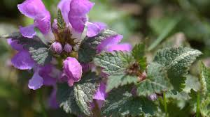 Maybe you would like to learn more about one of these? How To Grow And Care For Spotted Dead Nettles