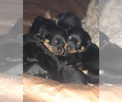 Look at pictures of rottweiler puppies in connecticut who need a home. View Breeder Profile Rottweiler Dog Breeder Near Connecticut East Willington Usa Subs 218733